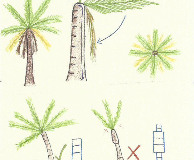 LE PALME